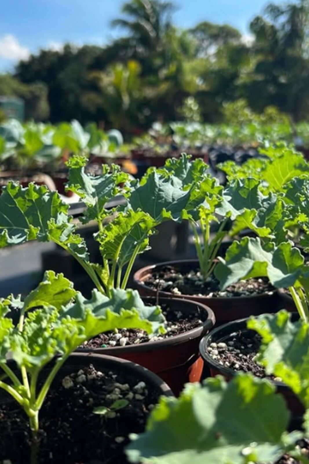 Edible Garden Maintenance by Urban Abundance