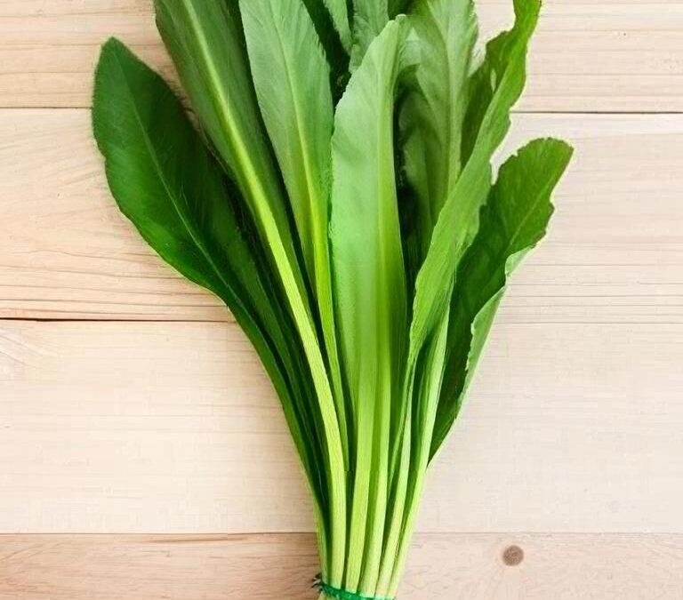 Culantro: The Cilantro That Doesn’t Quit