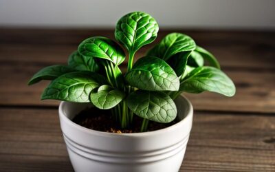 Egyptian Spinach: The Soup-Loving Supergreen