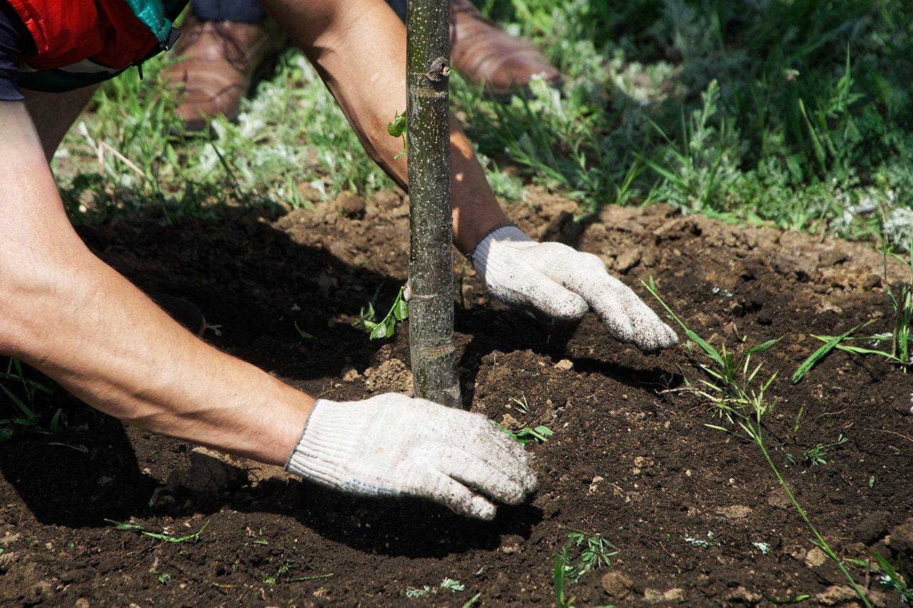 ua-planting-install ua planting install
