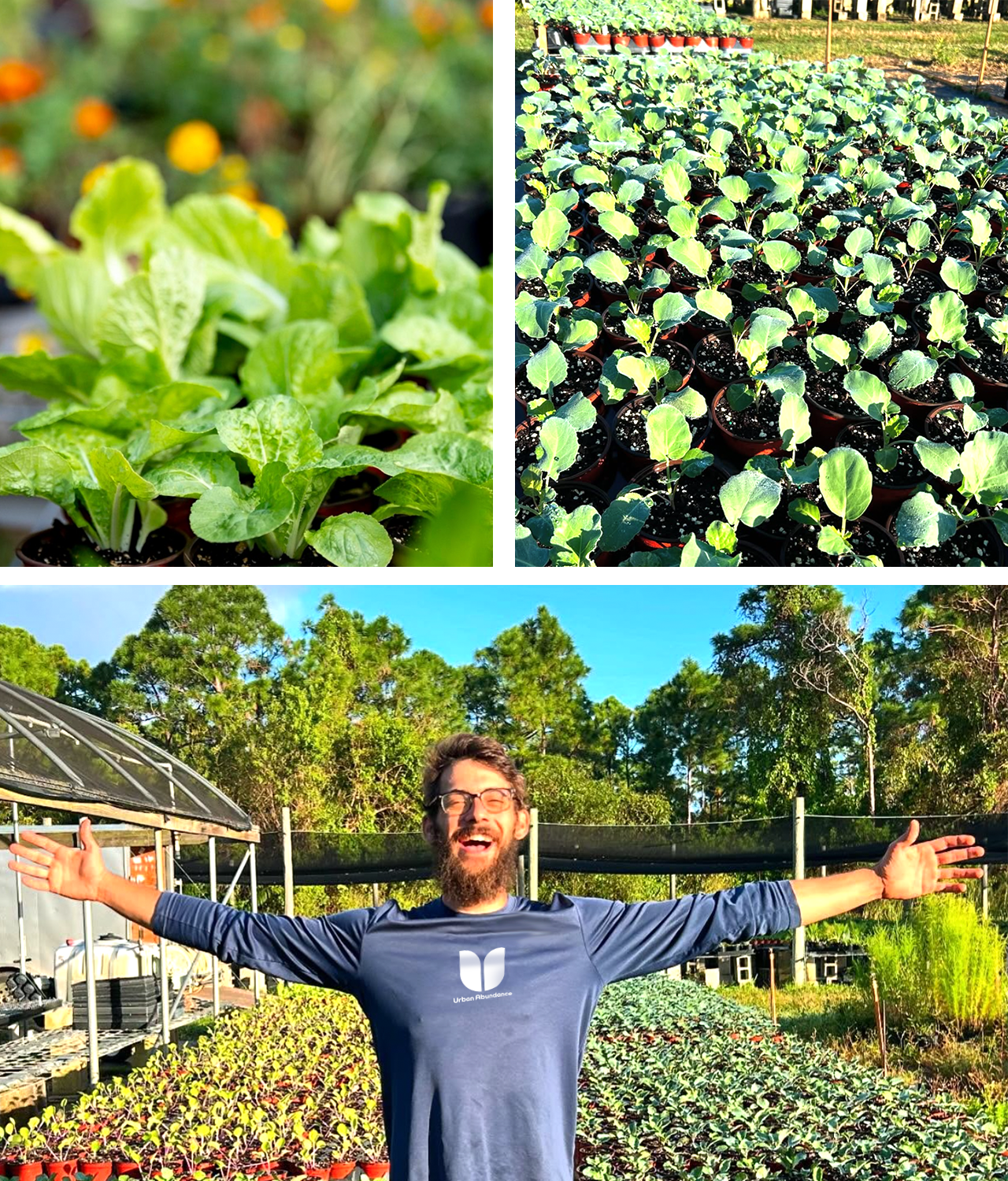 urban-abundance-farmer-jack-plants urban abundance farmer jack plants