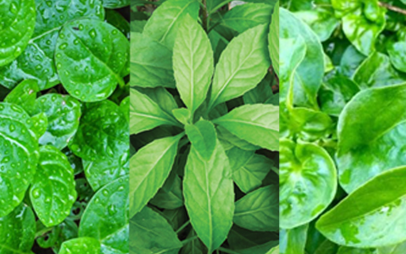 Summer Spinach: Leafy Greens That Beat the Heat