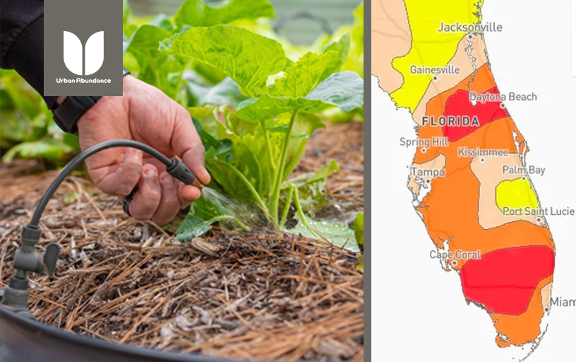 When the Rain Doesn’t Come: Florida’s Drought & What It Means for Your Edible Garden