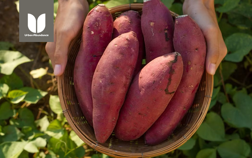 5 Fast-Growing Summer Vegetables for Your Florida Garden