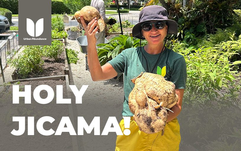 Urban Abundance Footer 3 Jenny and the Jumbo Jicama: A Garden Story with Crunch