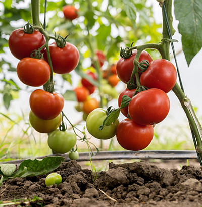 2025/26 Urban Abundance Winter Harvest How-To Guide